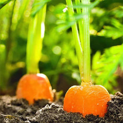 Healthy Flakee Carrot plant from Plant House, featuring lush green foliage and vibrant orange carrot roots.