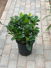 Healthy green Gardenia plant from Plant House with lush foliage, ideal for home or garden decoration.