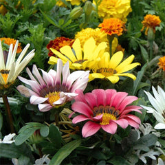 Gazania plant with vibrant yellow and orange flowers, grown from seeds, displayed in a garden setting.