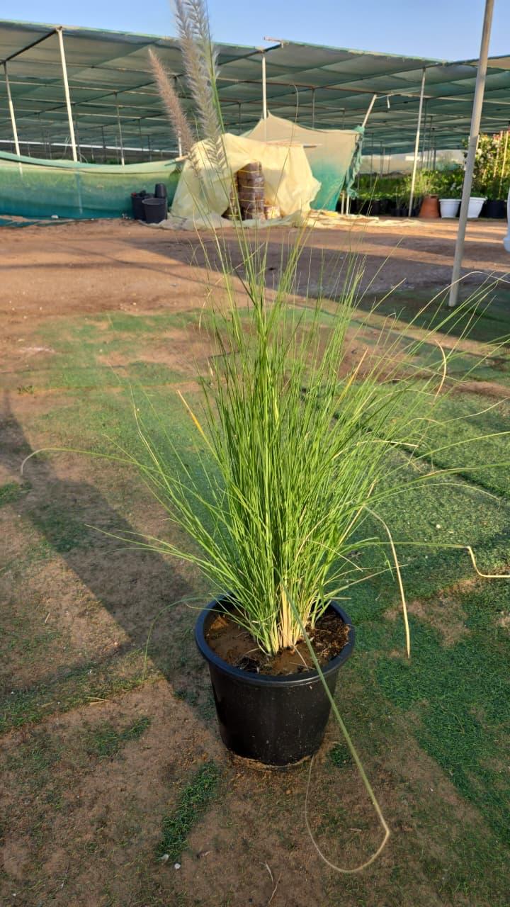 Green Fountain Grass plant from Plant House with tall, feathery green foliage in a natural setting.