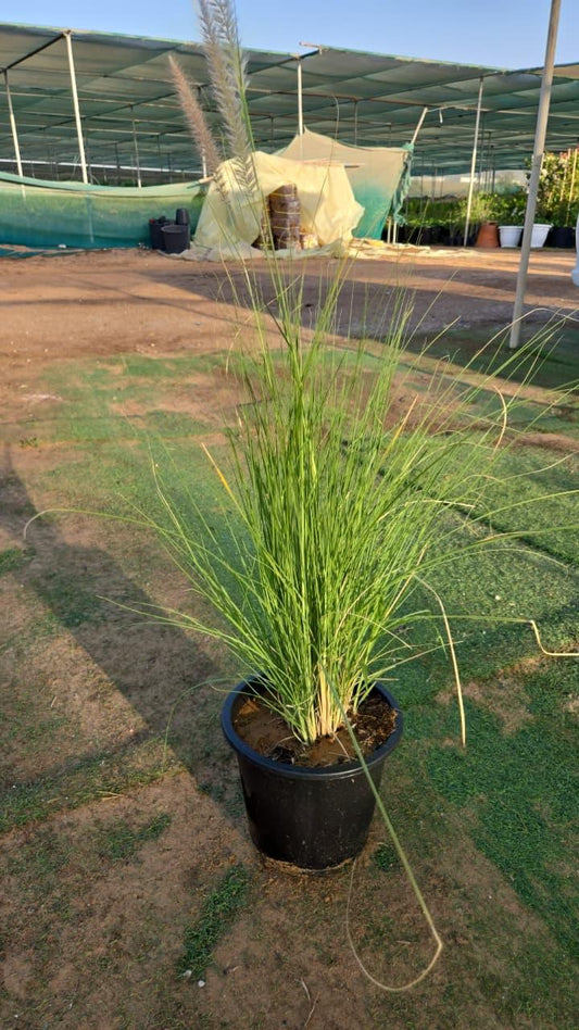 Green Fountain Grass plant from Plant House with tall, feathery foliage and lush green blades.