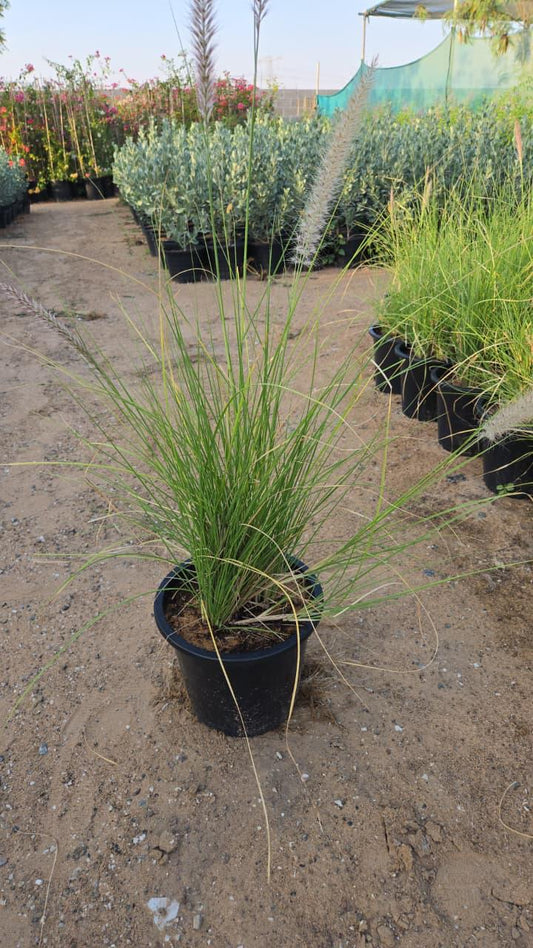 Green Fountain Grass plant from Plant House with tall, feathery green plumes and slender stems on a neutral background.