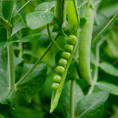 Fresh green peas plant from Plant House seeds, showing vibrant green pea pods and lush foliage.