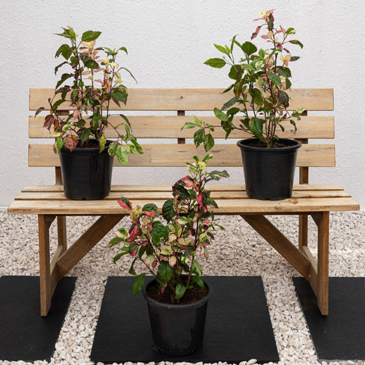 Variegated hibiscus plant with green and white leaves, vibrant flowers, from Plant House, Hibiscus rosa-sinensis variety.