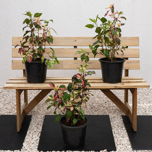 Variegated hibiscus plant with colorful leaves, Hibiscus rosa-sinensis by Plant House, showcasing lush foliage and vibrant variegation.