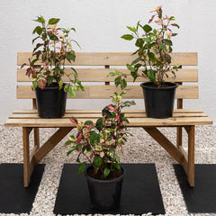 Variegated hibiscus plant with green and white leaves, vibrant flowers, from Plant House, Hibiscus rosa-sinensis variety.