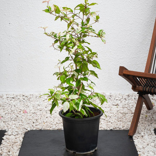 Variegated hibiscus plant with green and pink leaves, tropical Hibiscus Rosa-Sinensis variety from Plant House.