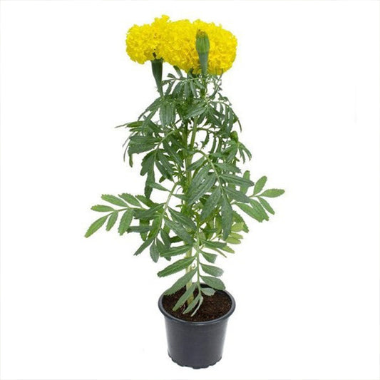 Healthy marigold Tagetes erecta plant with bright orange flowers and lush green foliage, displayed by Plant House.