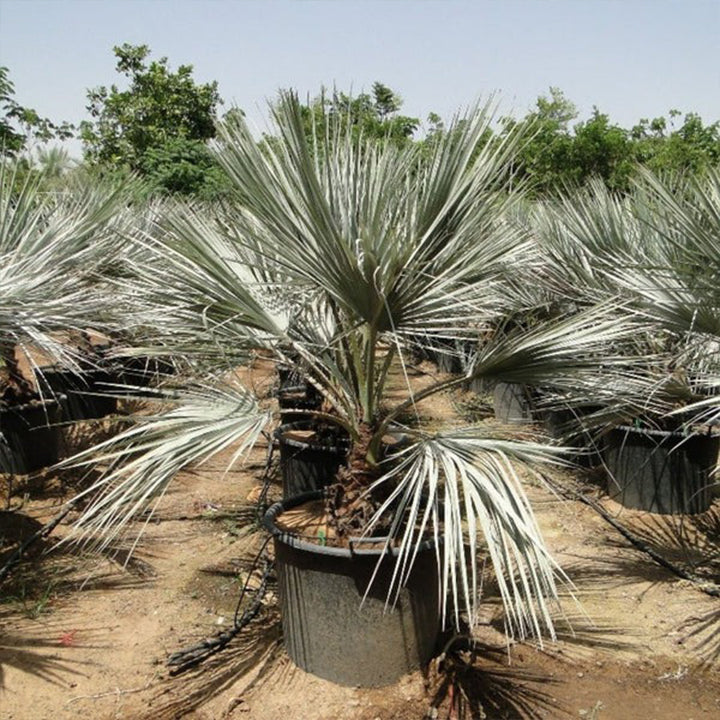 Mexican Blue Palm (Brahea armata) plant with silvery-blue fronds, potted and displayed outdoors.