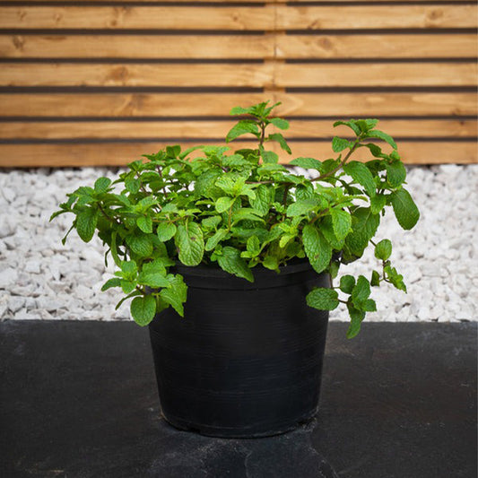 Fresh mint plant from Plant House with vibrant green leaves, ideal for culinary use or garnishing dishes.