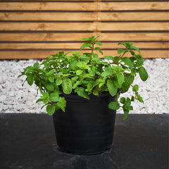 Fresh mint plant from Plant House with vibrant green leaves, ideal for culinary use or herbal remedies.