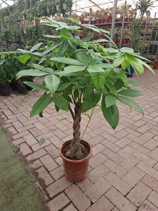 Indoor Money Tree Plant with twisted trunk, Pachira Aquatica, from Plant House, showcasing lush green leaves and braided trunk.