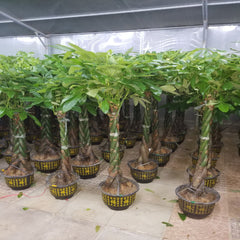 Indoor Money Tree Plant (Pachira Aquatica) with twisted trunk, from Plant House, showcasing lush green leaves and decorative growth.