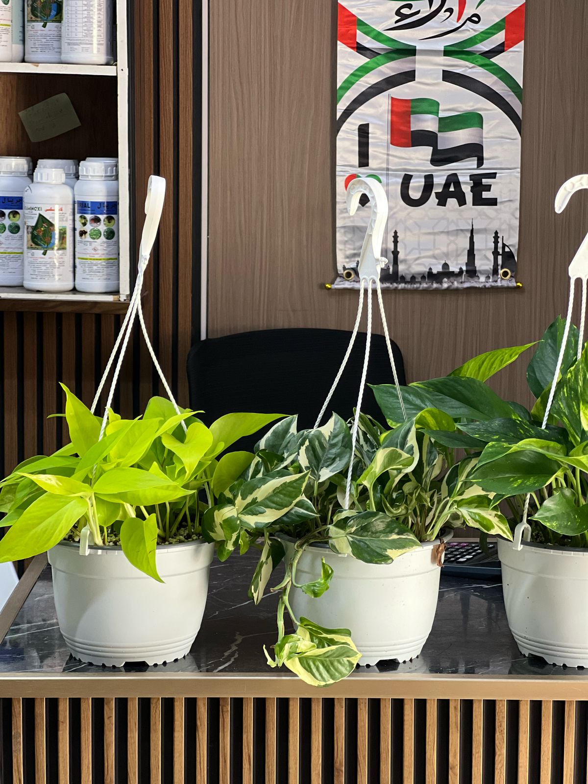 Healthy Philodendron Dream Team plant with lush green leaves, potted in a modern container, from Plant House.