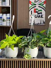 Healthy Philodendron Dream Team plant with lush green leaves, potted in a modern container, from Plant House.