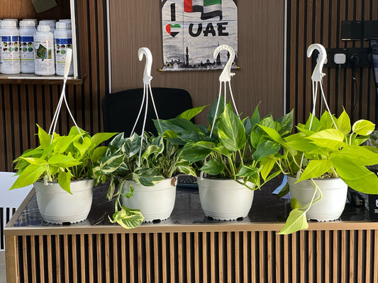 Healthy Philodendron Dream Team houseplant with lush green leaves, displayed in a decorative pot.