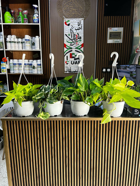 Healthy Philodendron Dream Team plant with lush green leaves, displayed in a pot on a white background, by Plant House.
