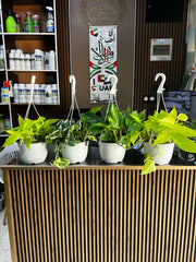 Healthy Philodendron Dream Team plant with lush green leaves, potted in a decorative container, from Plant House.