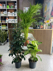 Lush indoor plant from Plant House, showcasing vibrant green foliage, ideal for stylish Dubai home interiors.