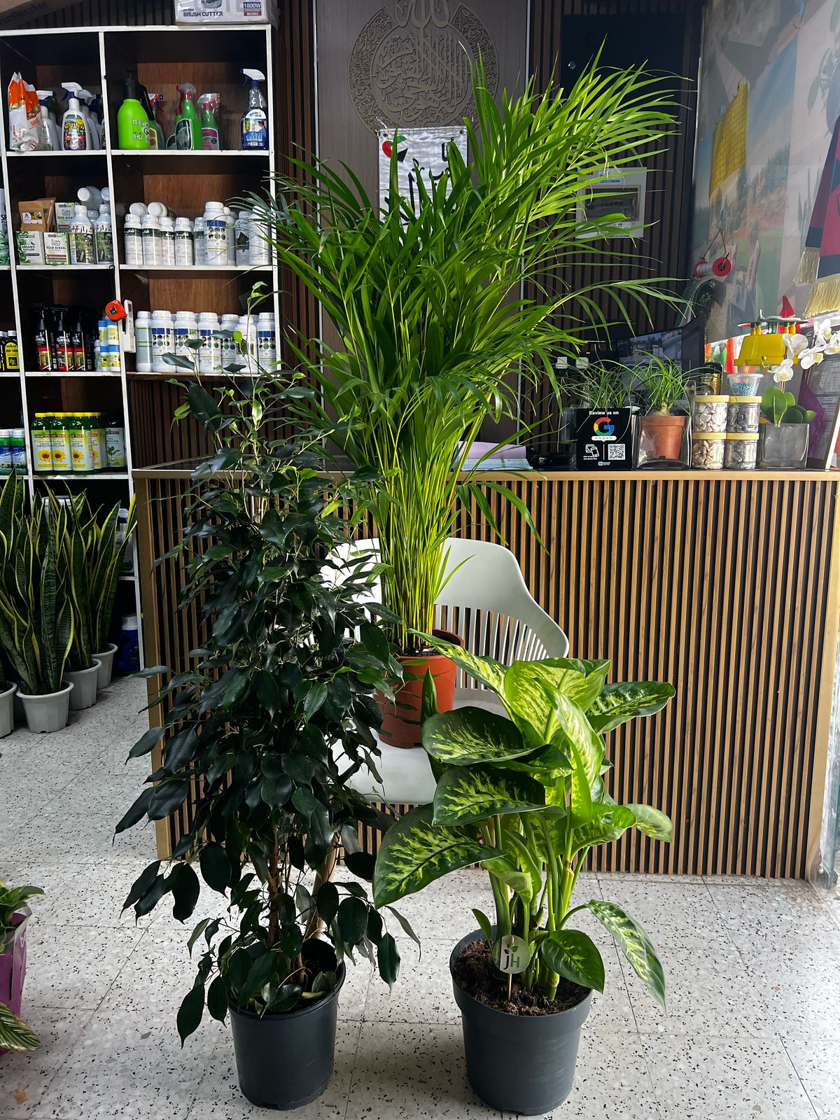 Healthy indoor plant from Plant House featuring lush green foliage, ideal for stylish Dubai home decor.