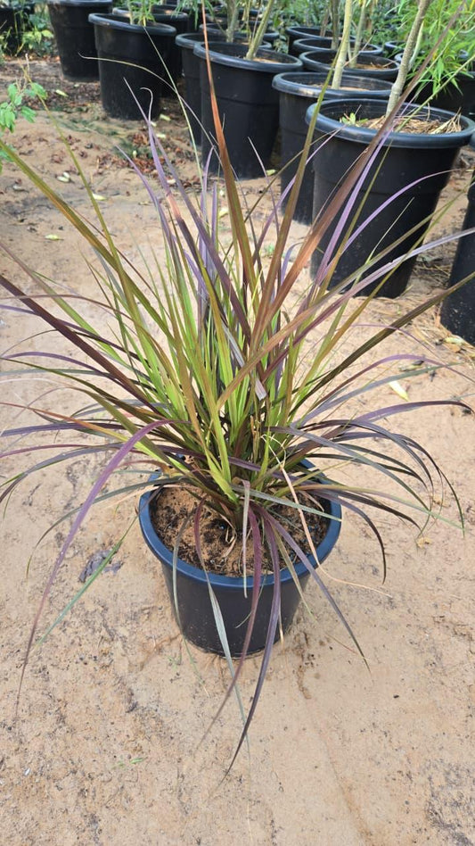 Red Fountain Grass plant with tall, feathery red plumes and green foliage, displayed in a garden setting.