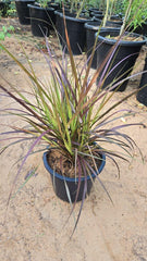 Red Fountain Grass plant by Plant House with tall, feathery red-tinted plumes and lush green foliage.