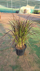 Red Fountain Grass plant by Plant House with tall, feathery red-tinted plumes and lush green foliage.