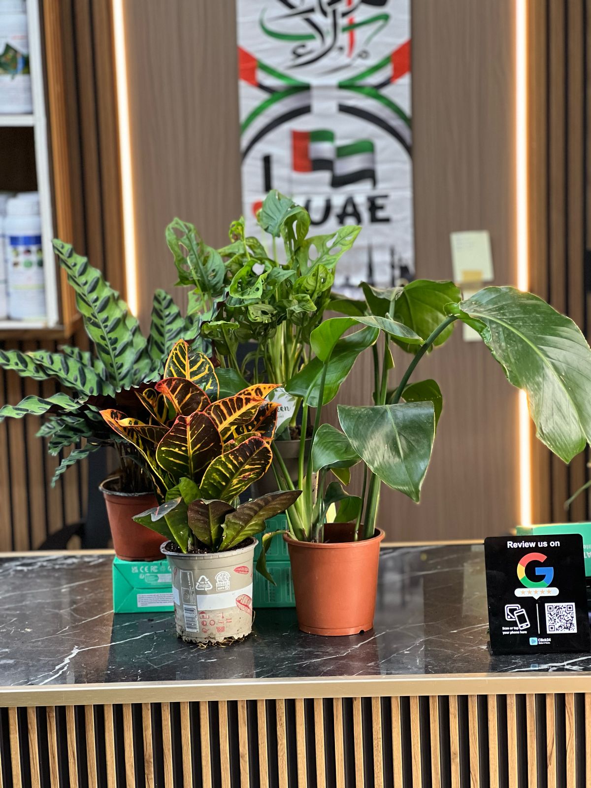 Space Beautifier plant from Plant House with lush green leaves, perfect for home decor and adding natural style.