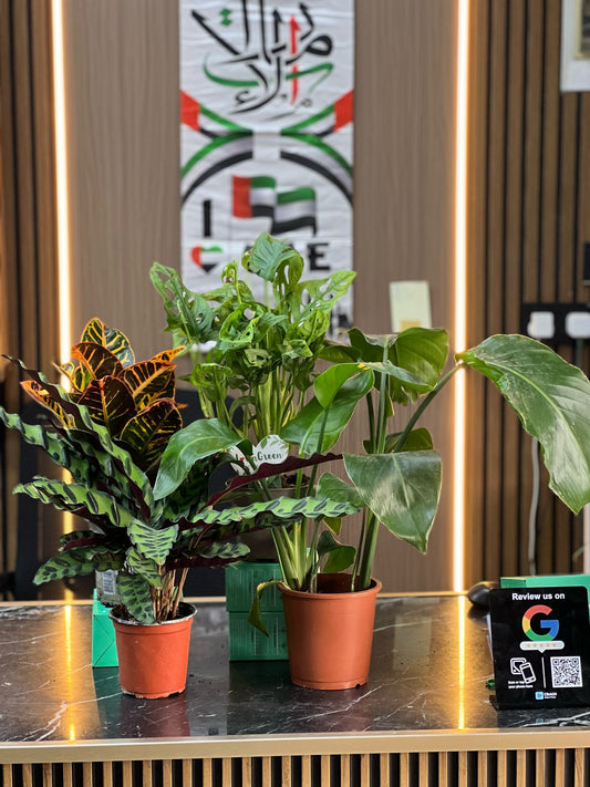 Healthy green Space Beautifier plant by Plant House in a stylish pot, showcasing lush foliage and vibrant leaves.