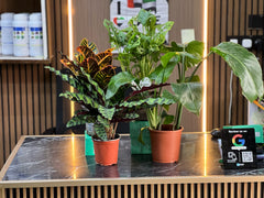 Space Beautifier plant from Plant House, lush green indoor plant with vibrant leaves, ideal for home or office decor.