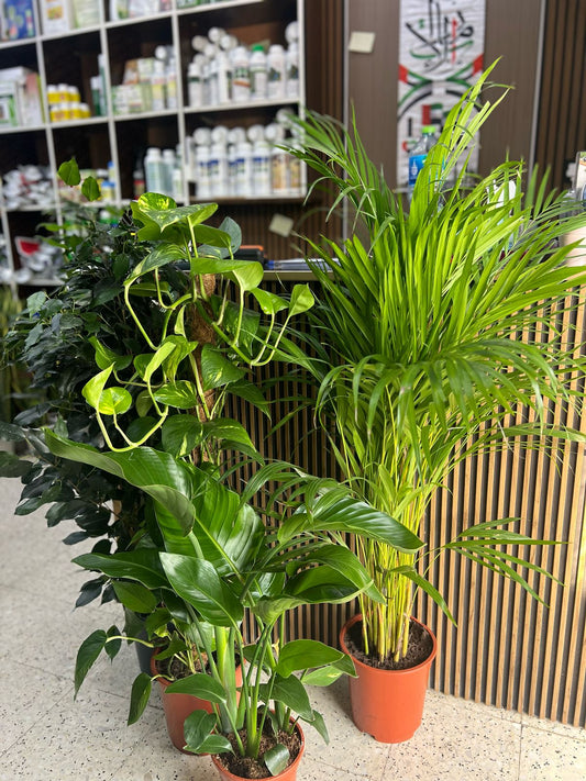 Lush tropical oasis plant from Plant House with vibrant green leaves and lush foliage, perfect for indoor or outdoor decor.