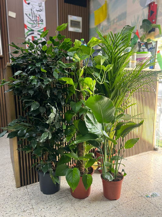 Tropical Oasis plant from Plant House with lush green leaves and vibrant foliage in a decorative pot.