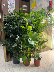Tropical Oasis plant from Plant House with lush green leaves and vibrant foliage in a decorative pot.