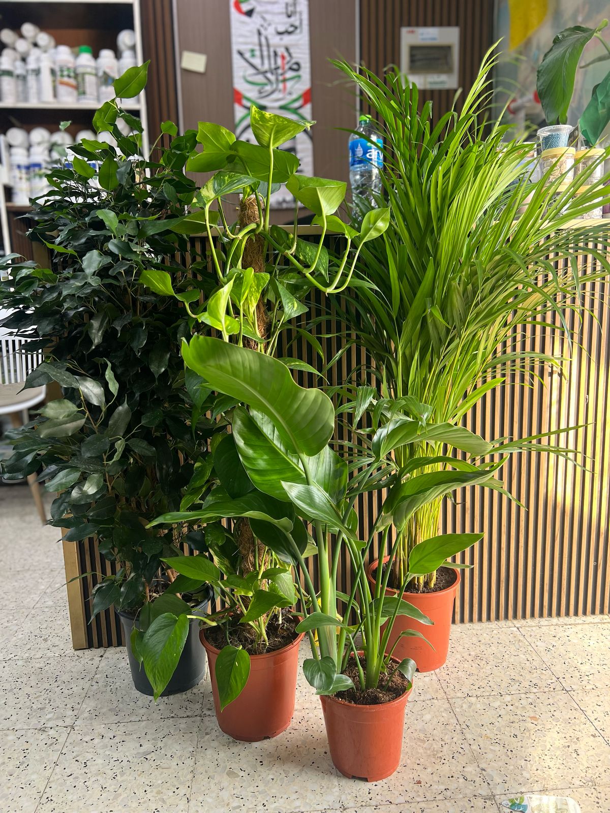 Lush tropical oasis plant from Plant House with vibrant green leaves and exotic foliage, ideal for indoor or outdoor decor.