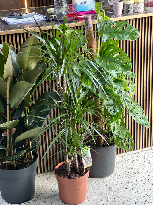Lush green plant from Urban Jungle collection by Plant House, featuring broad leaves and vibrant foliage in a stylish pot.