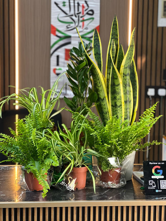 Healthy workspace plant bundle from Plant House featuring lush green plants in modern pots for office decor.