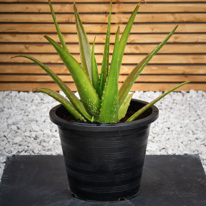 Zoom Aloe Vera plant by Plant House with thick, green, spiky leaves in a decorative pot.