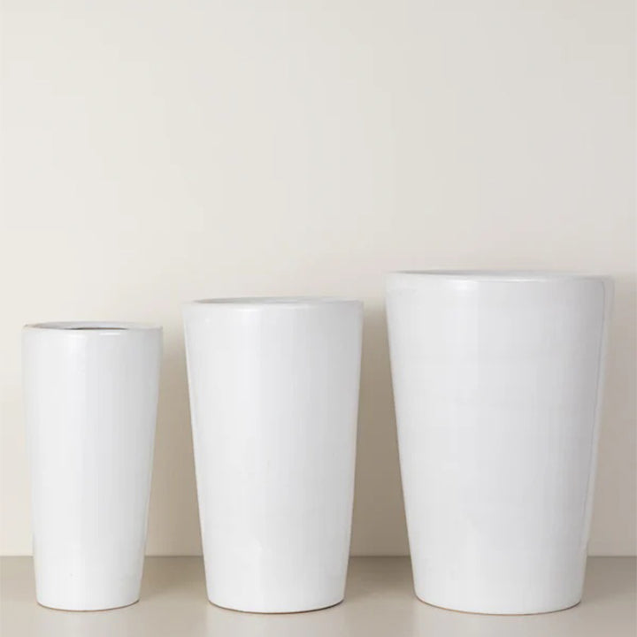 Medium Julie plant from Plant House featuring lush green foliage in a decorative pot.
