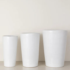 Medium Julie plant from Plant House featuring lush green foliage in a decorative pot.