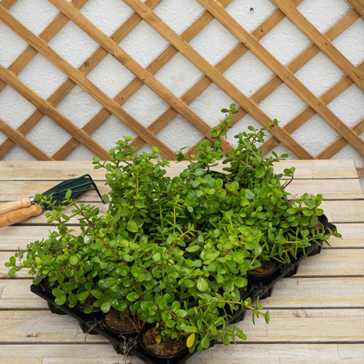 Set of six Natal Plum plants by Plant House, showcasing vibrant green foliage and healthy, bushy growth.