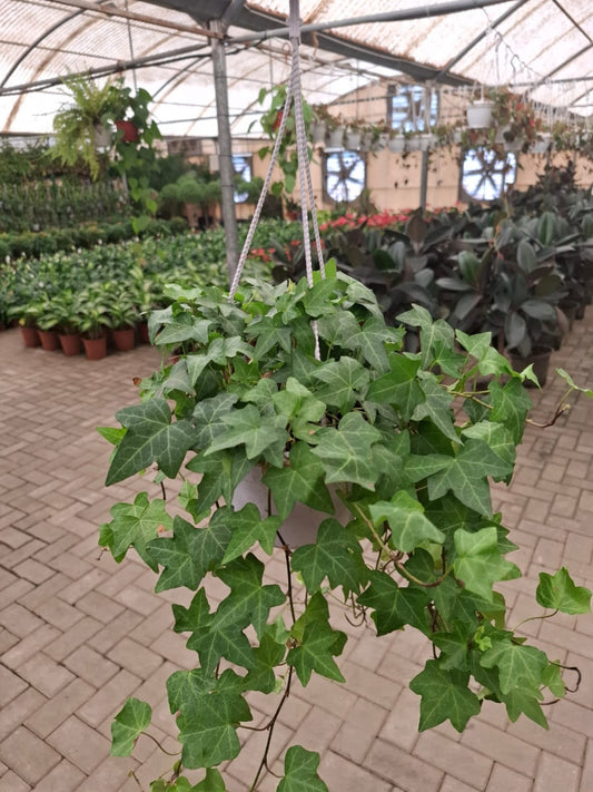 Indoor English Ivy plant from Plant House hanging in a pot, showcasing lush green, air-purifying ivy leaves.