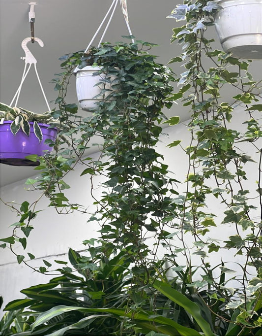 Indoor English Ivy plant hanging in a pot, air-purifying Hedera Helix, displayed in natural light.