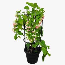 Quisqualis indica Rangoon Creeper climbing plant from Plants House Gardening, showing lush green foliage and vibrant flowers.