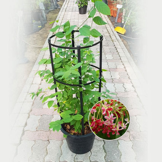 Quisqualis Indica Rangoon Creeper climbing plant from Plants House Gardening, 80-100cm tall, lush green foliage and vibrant flowers.