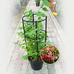 Quisqualis indica Rangoon Creeper climbing plant from Plants House Gardening, 80-100cm tall with lush green foliage.