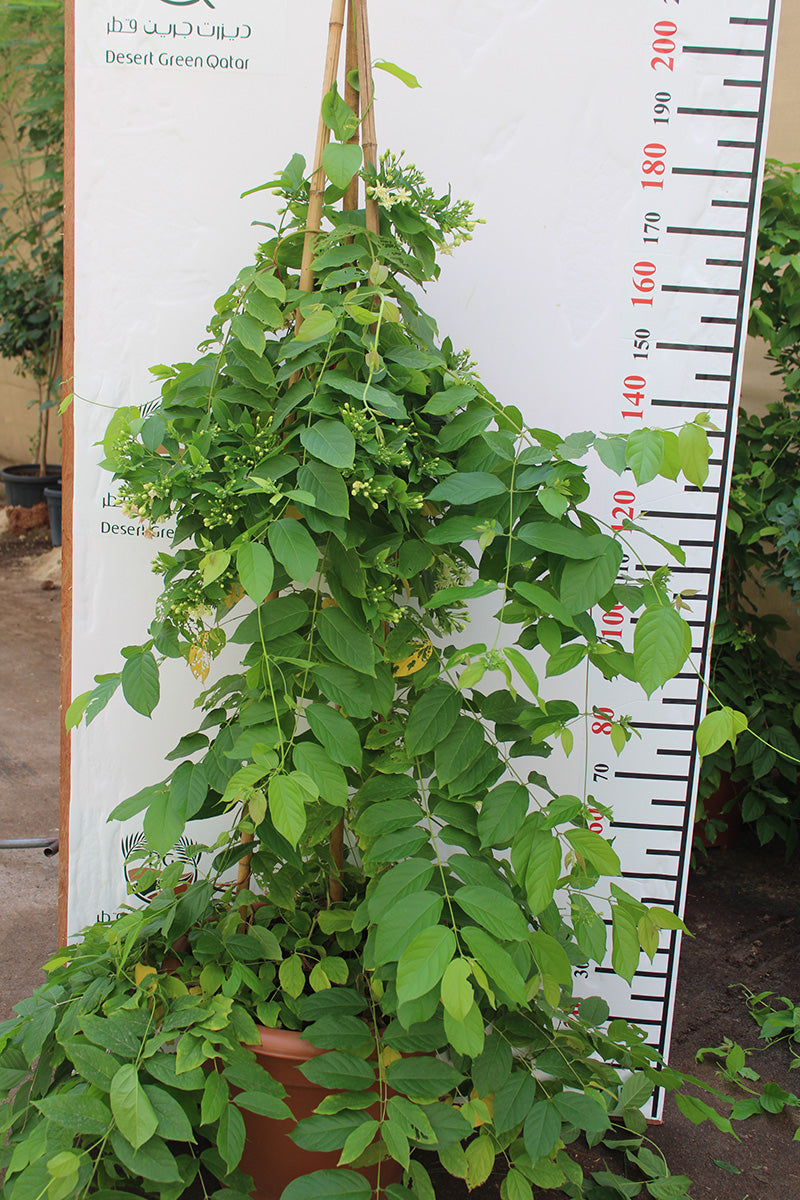 Quisqualis Indica Rangoon Creeper climbing plant from Plants House Gardening, shown at 80-100cm height with lush green foliage.