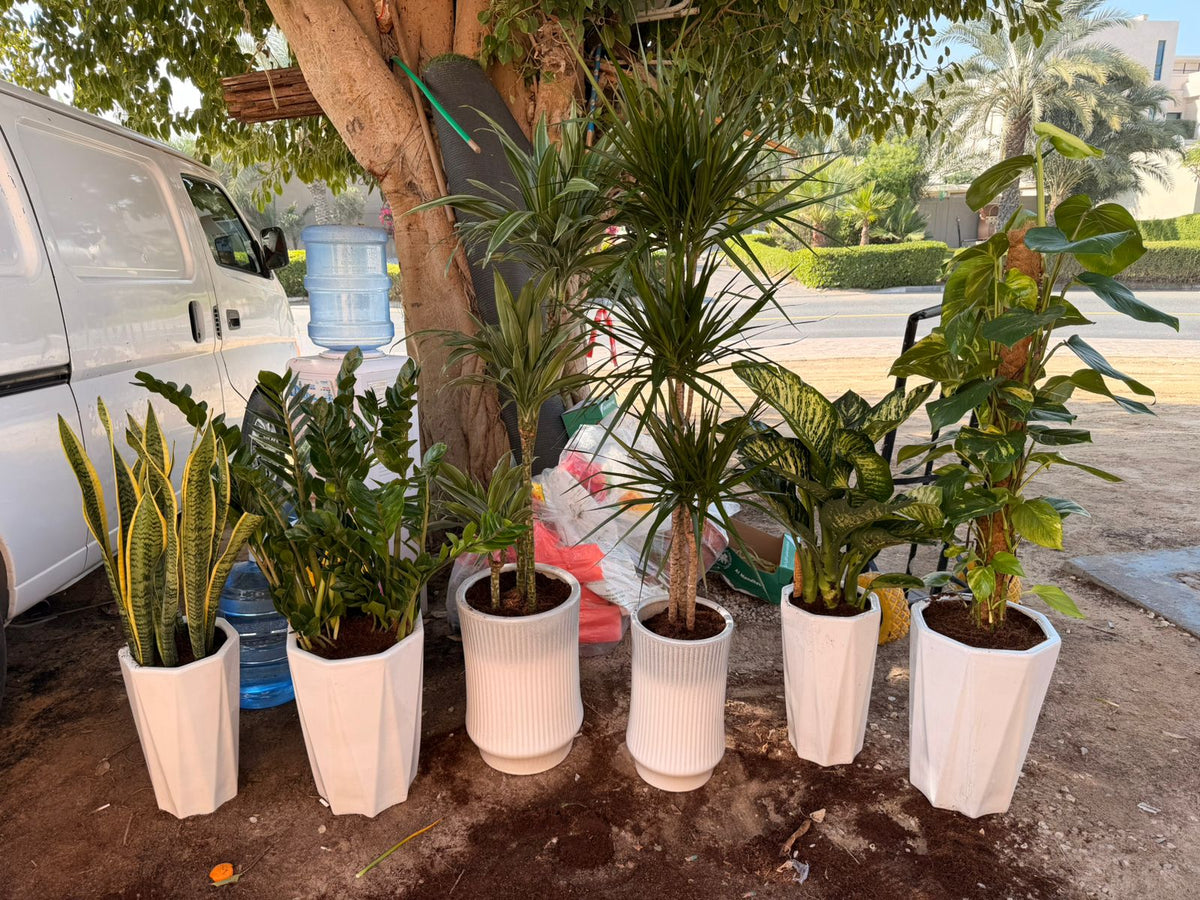 Indoor decorative plant set with six varieties in white pots, stylish houseplants for modern home decor by Plants House