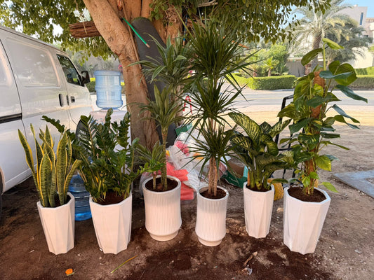 Indoor decorative plant set in white pots featuring six different varieties from Plants House Gardening, ideal for stylish home decor.