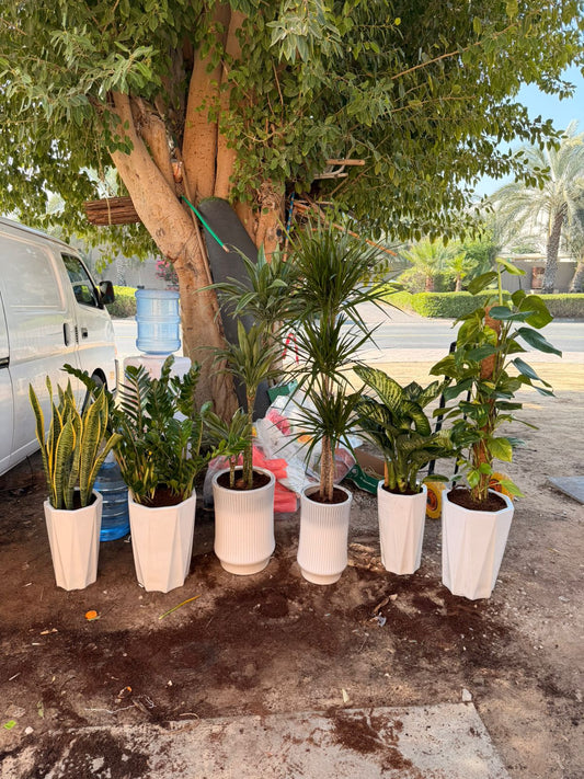 Indoor decorative plant set with six varieties in white pots, featuring lush greenery from Plants House Gardening.