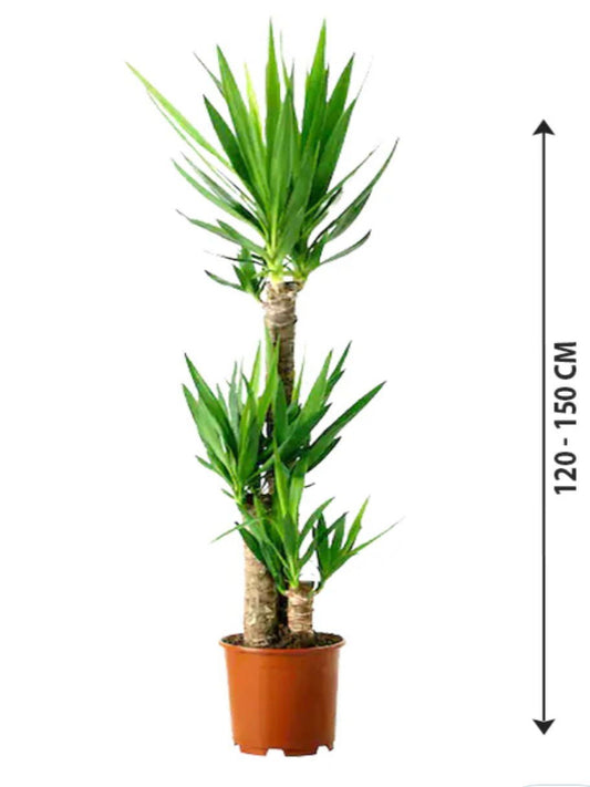 Healthy Dracaena Yucca Plant with long green spiky leaves and thick trunk, ideal for indoor or outdoor decoration.